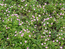 Княженика в цвету (малина арктическая)